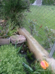 ホームステイ先のお庭に記念のローズマリーを植えました