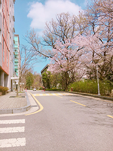 キャンパス内の桜