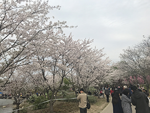 上海ではお花見ができないと思っていましたが、この植物園などで桜を楽しめました
