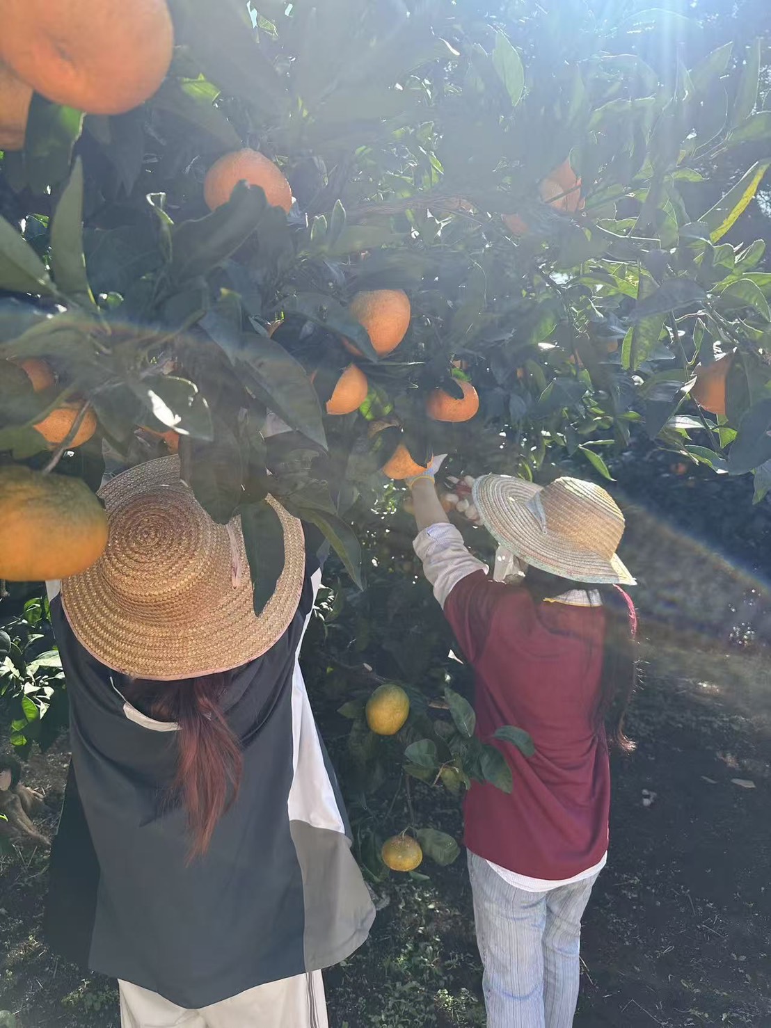 とても大きなみかん