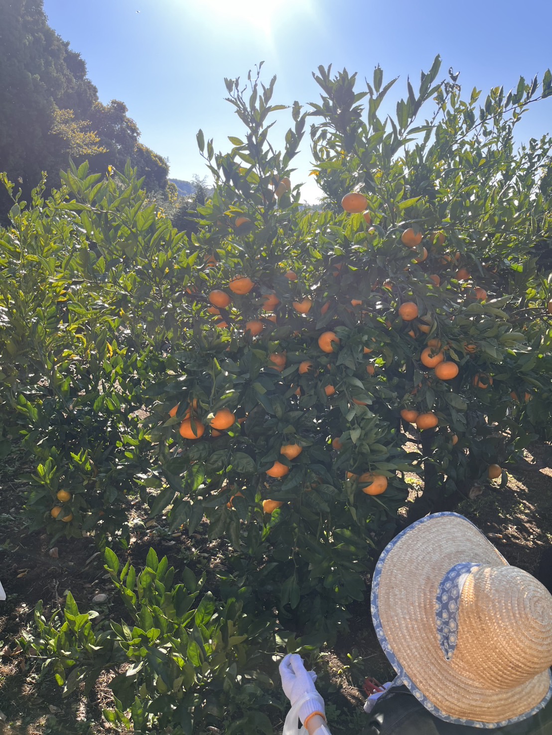 太陽を浴びながらみかん狩り