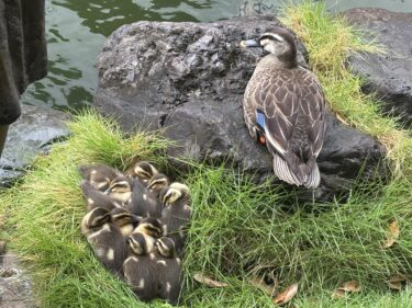 カルガモの赤ちゃん 🦆　可愛い「インプリンティング（刷り込み）」の様子